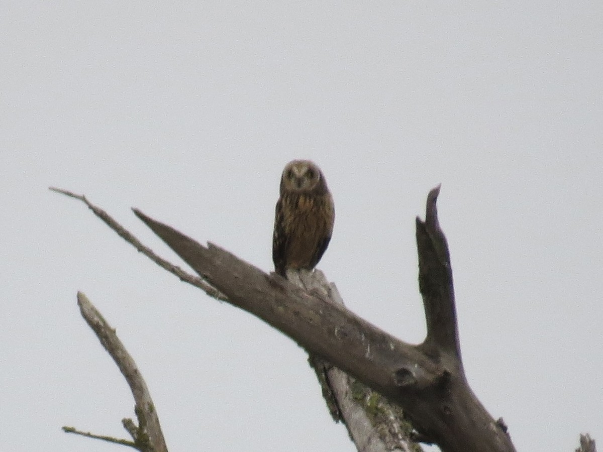 jordugle - ML647370807