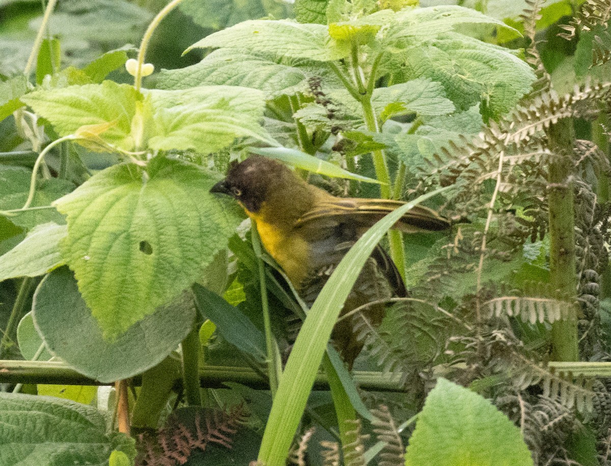 Baglafecht Weaver (Stuhlmann's) - ML647370812