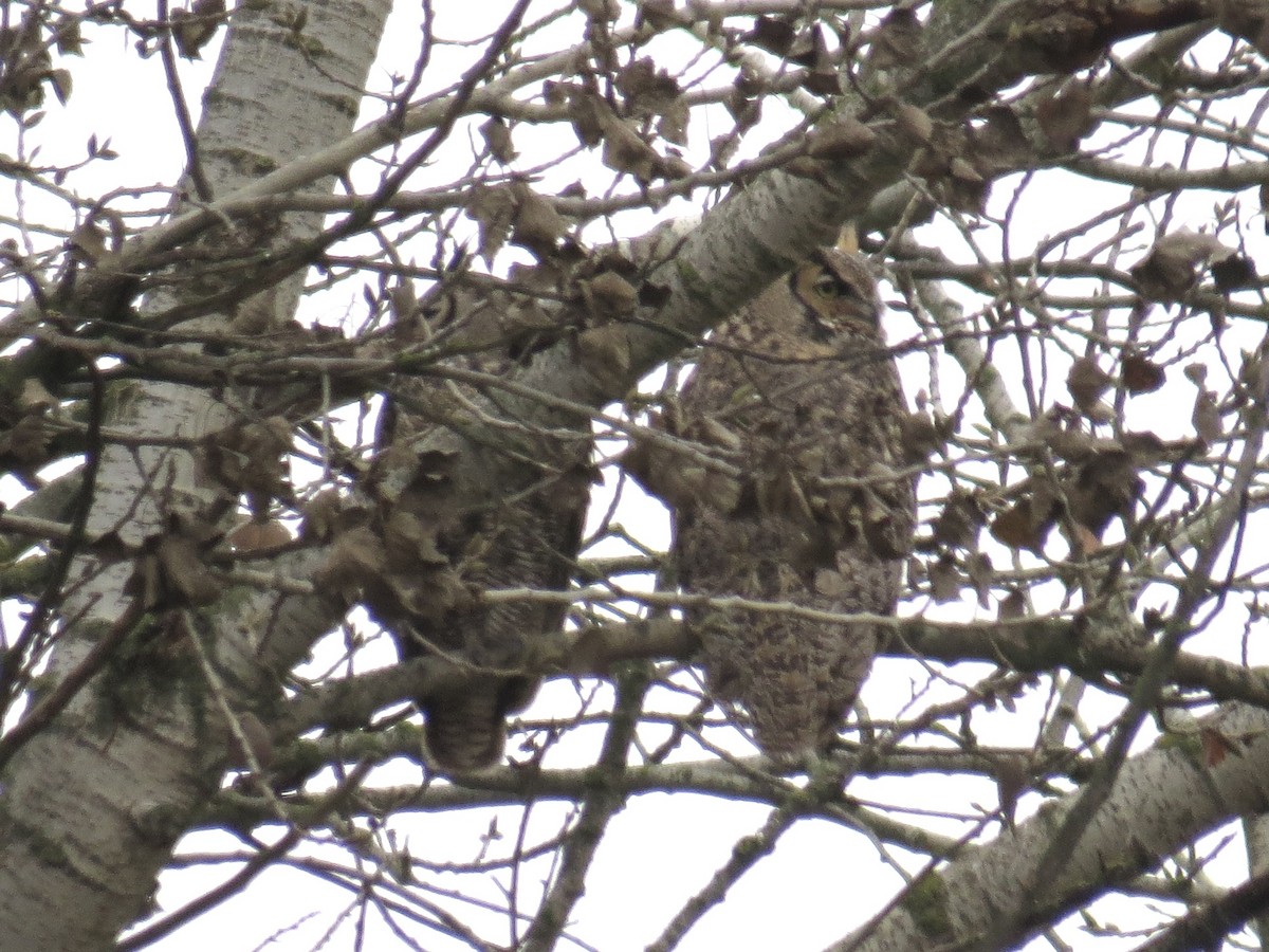 amerikahubro - ML647370824