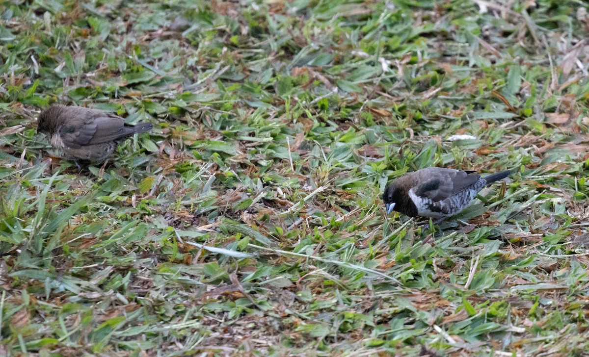 Bronze Mannikin - ML647370826