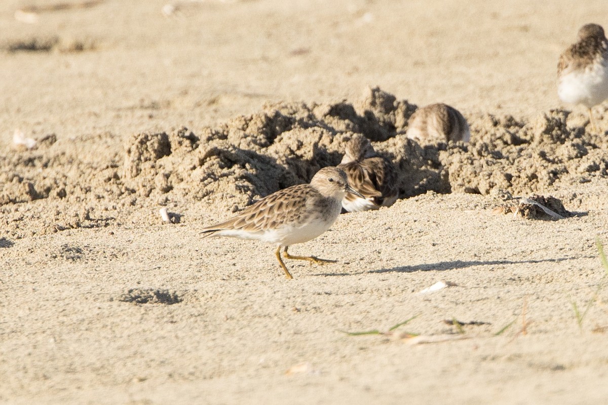 Least Sandpiper - ML647370828