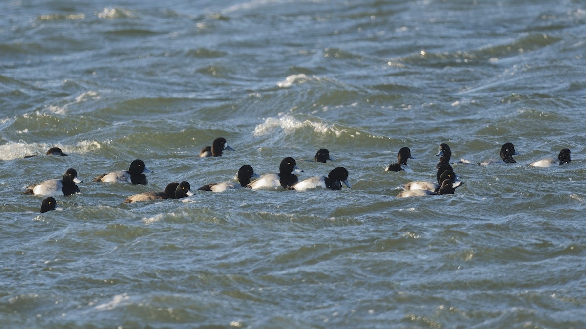 bergand - ML647370845