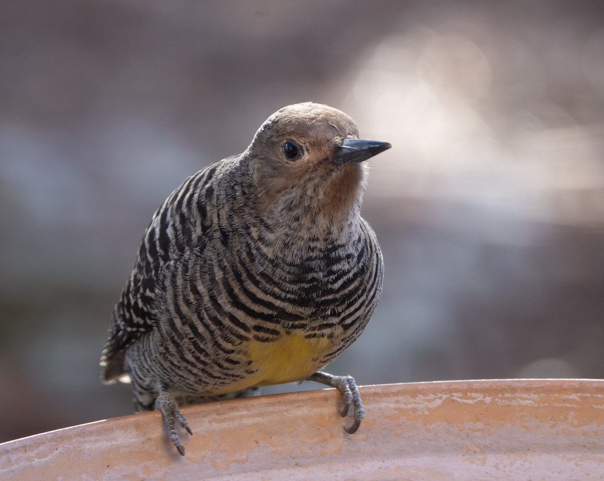 datel červenobradý - ML647370849