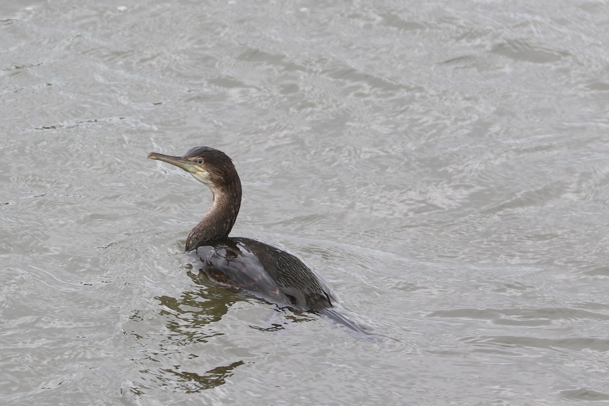 Great Cormorant - ML647370850