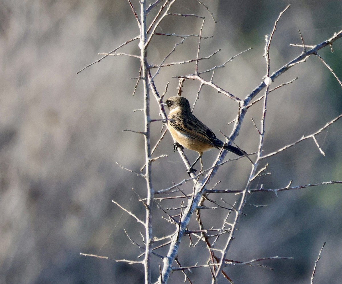 European Stonechat - ML647370851