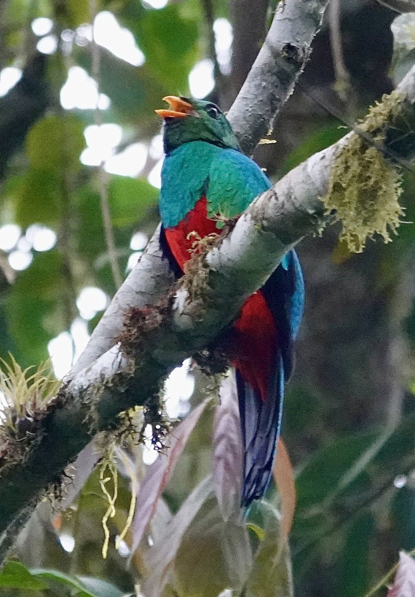 Quetzal doré - ML647370857
