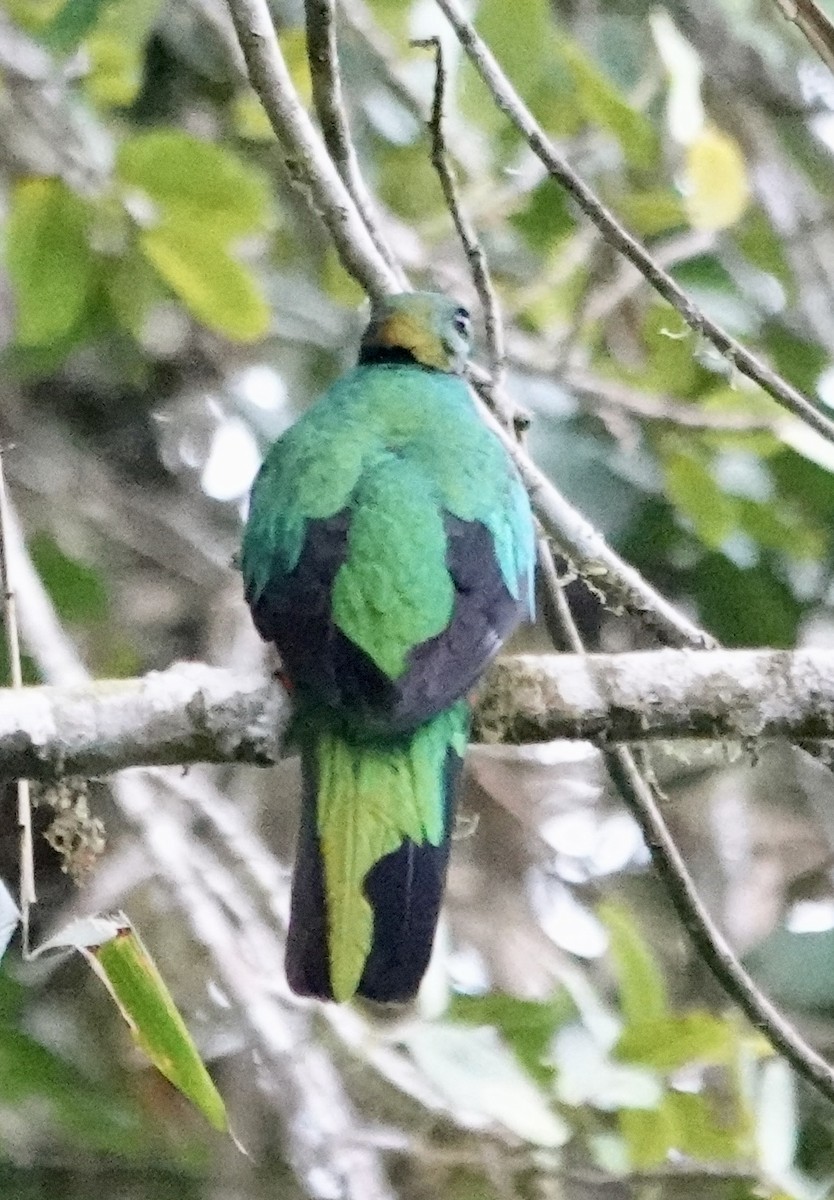 Quetzal doré - ML647370858