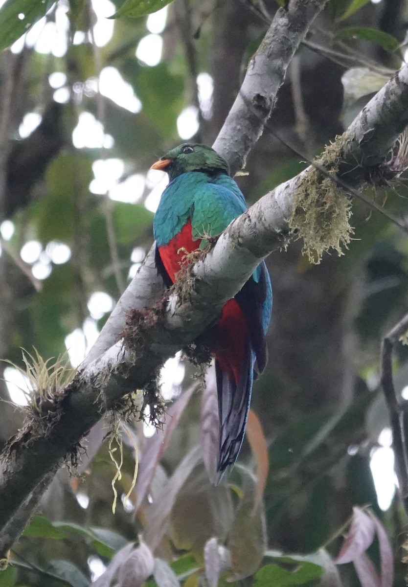 Quetzal doré - ML647370859