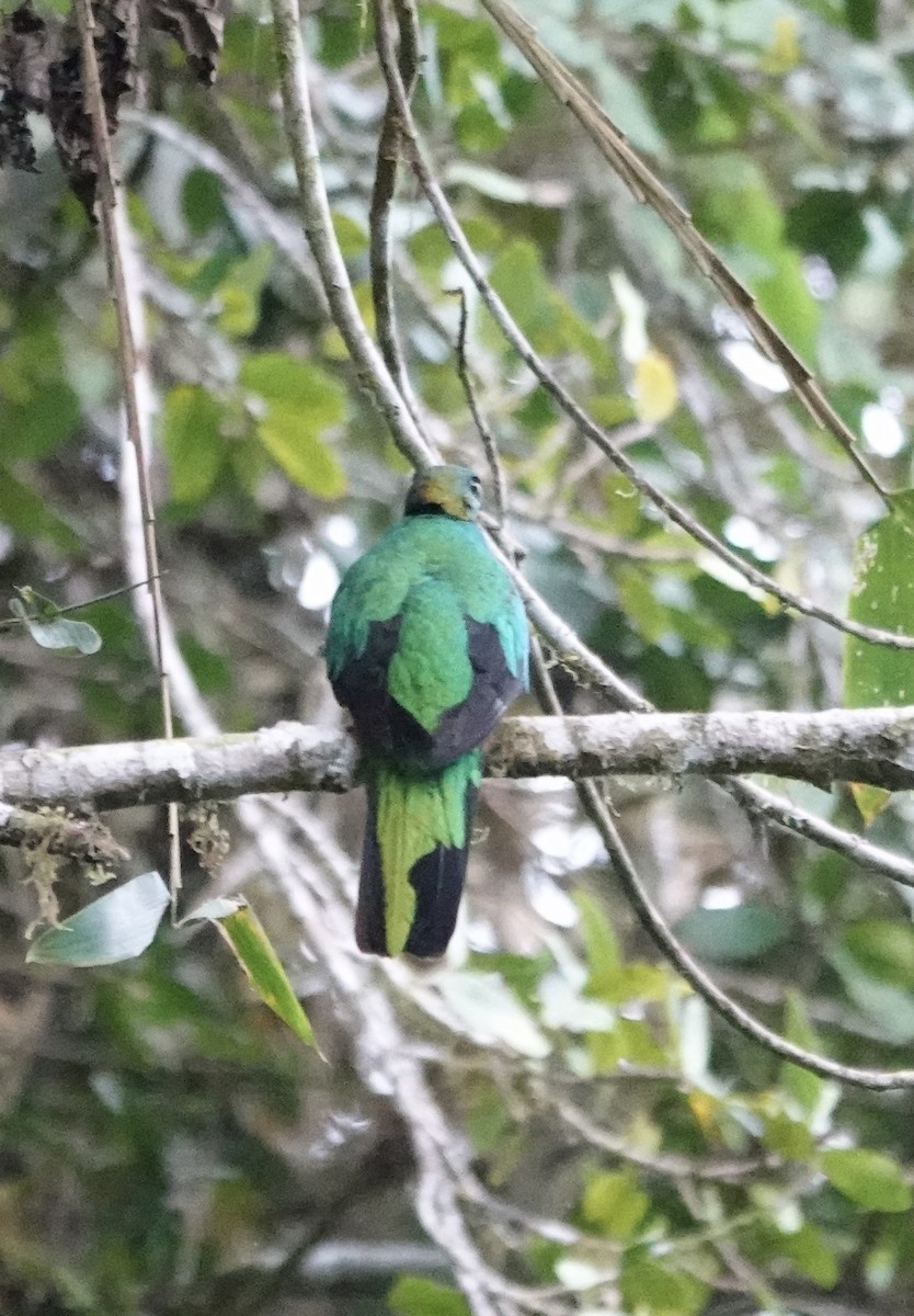 Quetzal doré - ML647370860