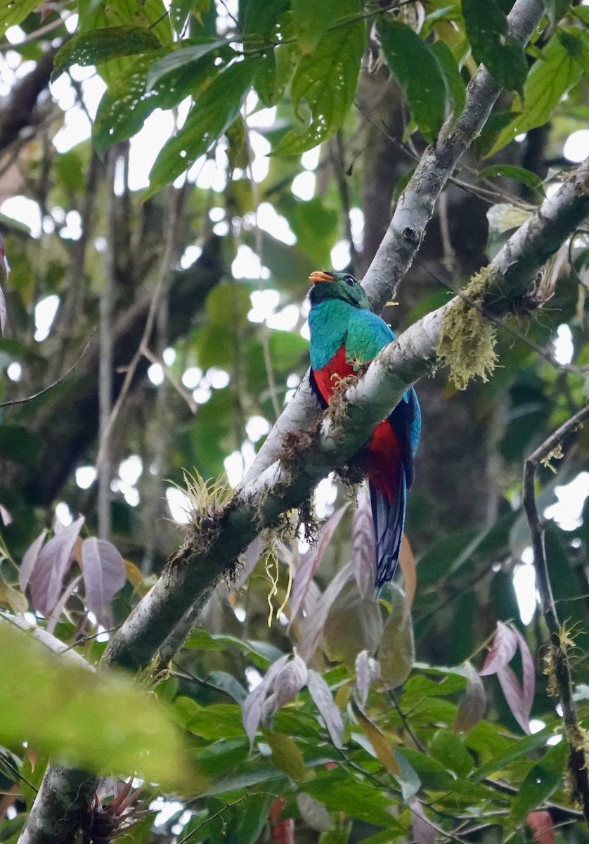 Quetzal doré - ML647370861