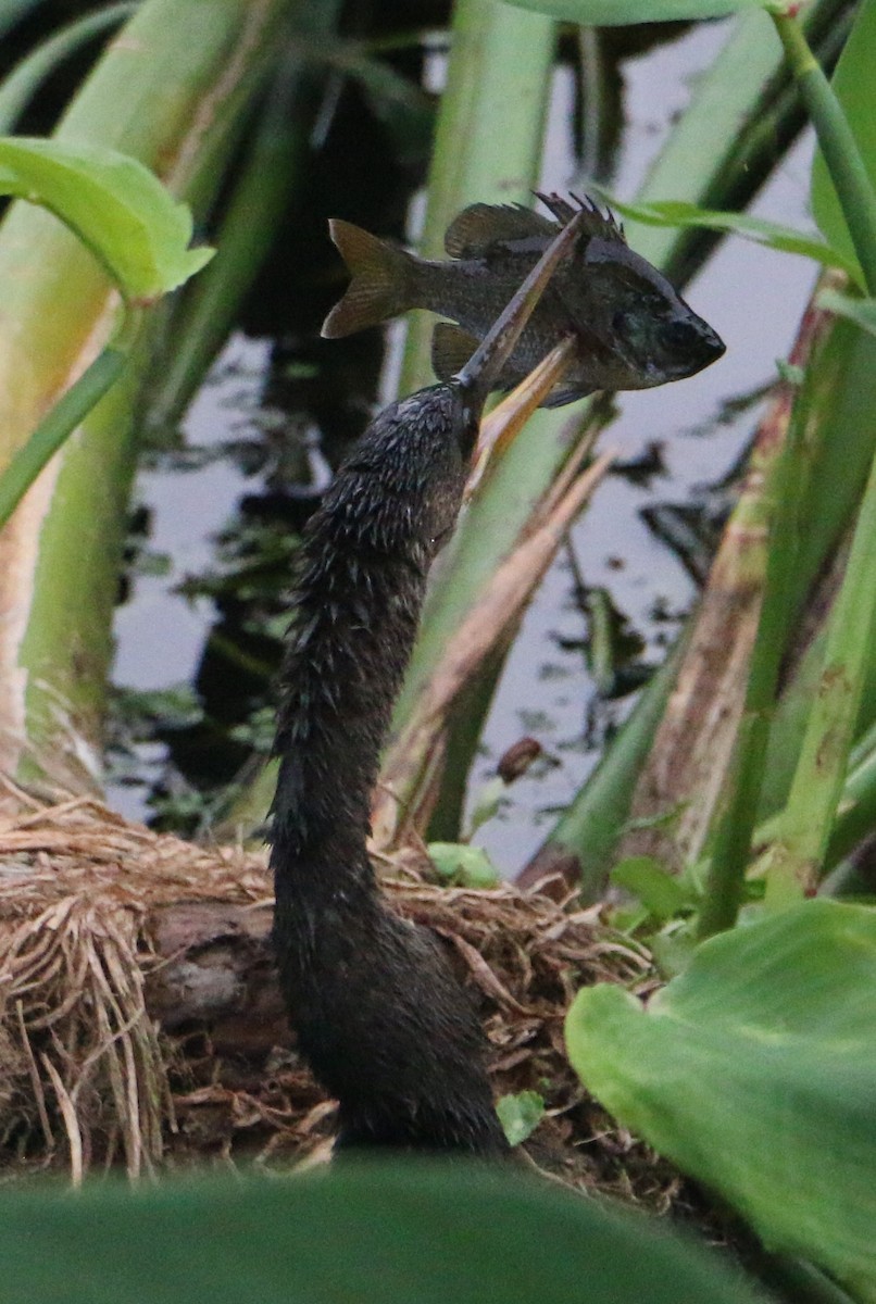 Anhinga - ML647370862