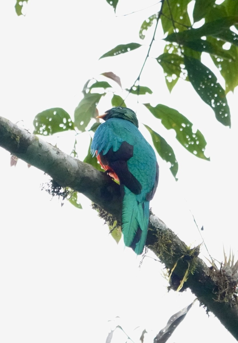 Quetzal doré - ML647370864