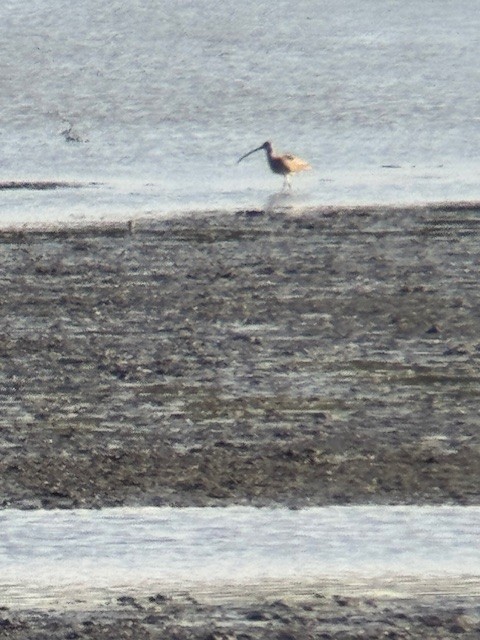 Zarapito Siberiano - ML647370871