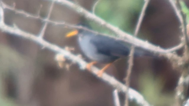 Траурный дрозд - ML647370872