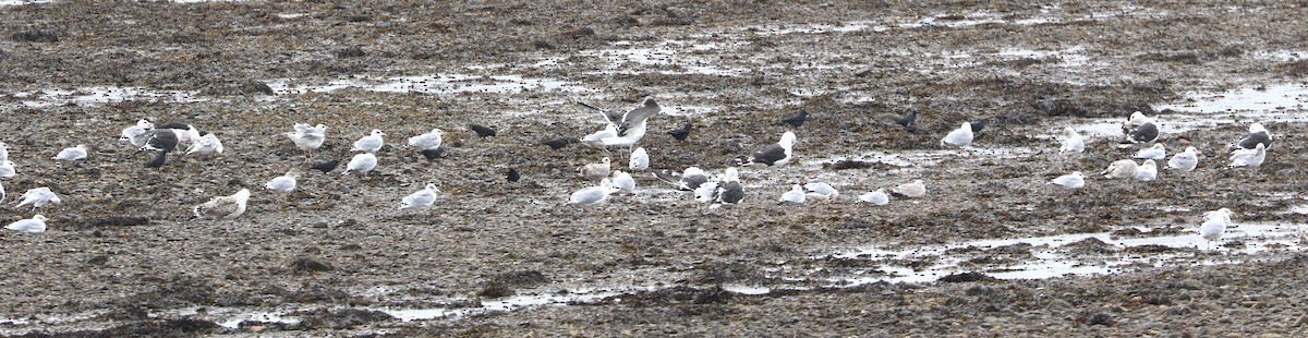 racek mořský - ML647370876