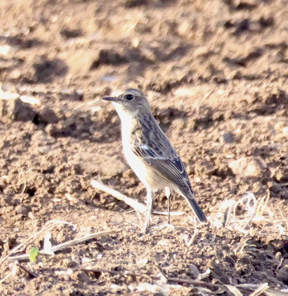 Pallasschwarzkehlchen - ML647370877