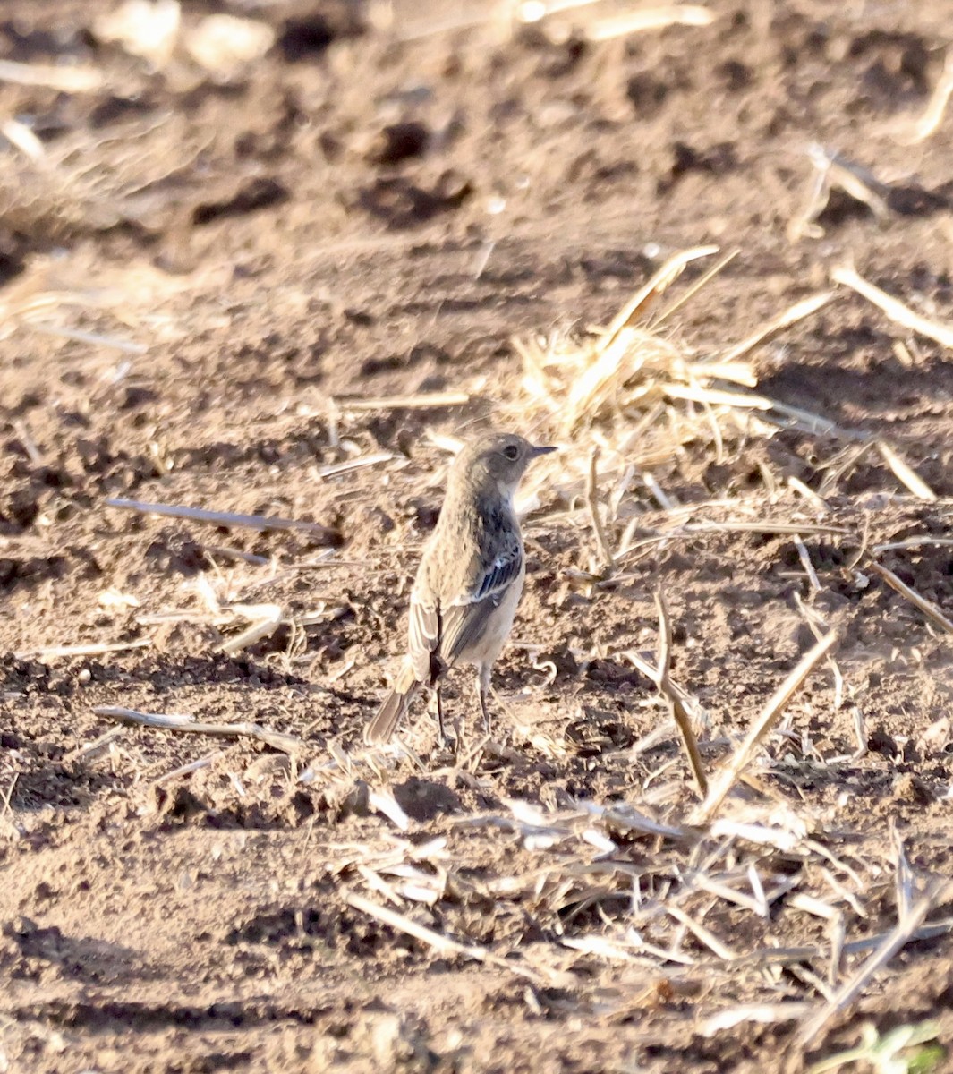 Pallasschwarzkehlchen - ML647370878