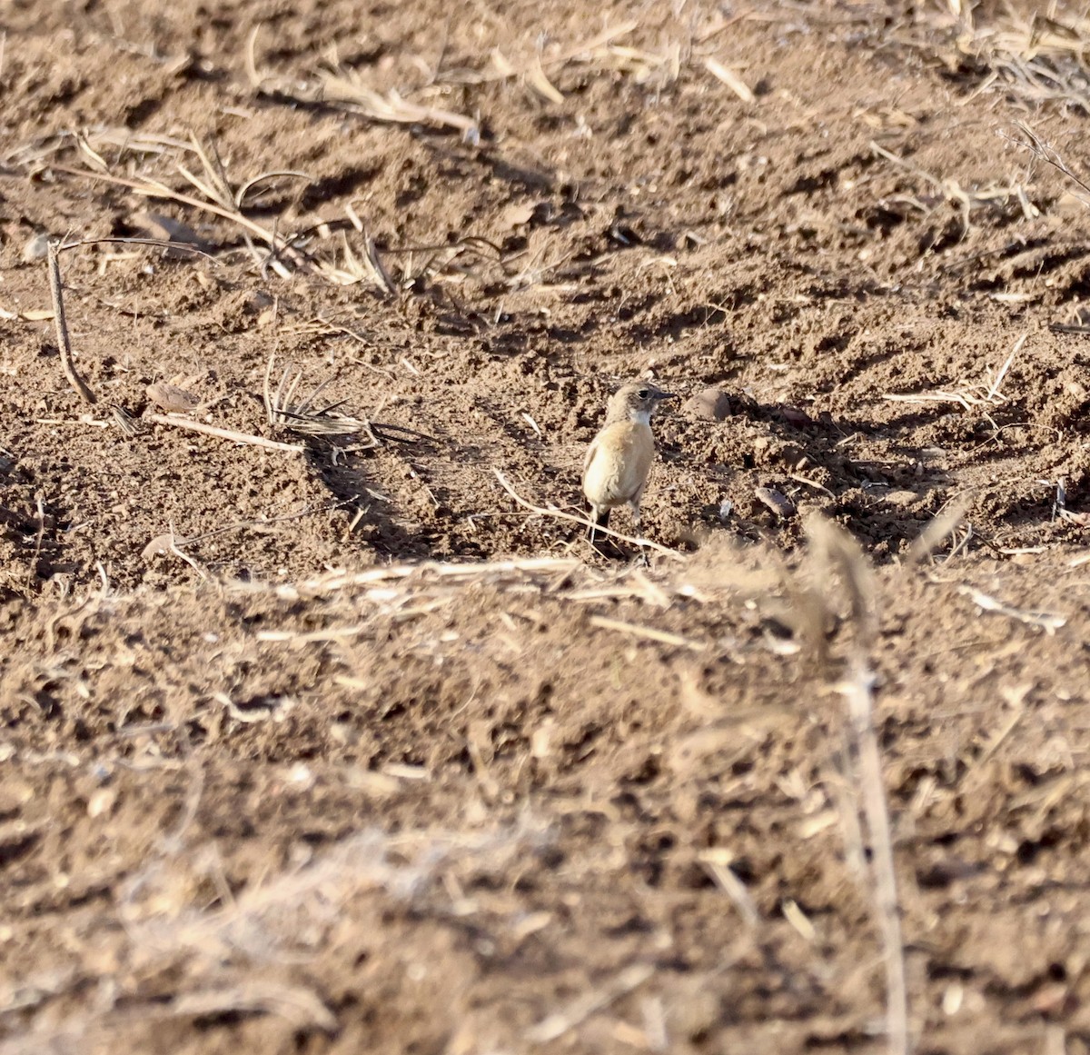 Pallasschwarzkehlchen - ML647370879