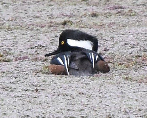 Hooded Merganser - ML647370893