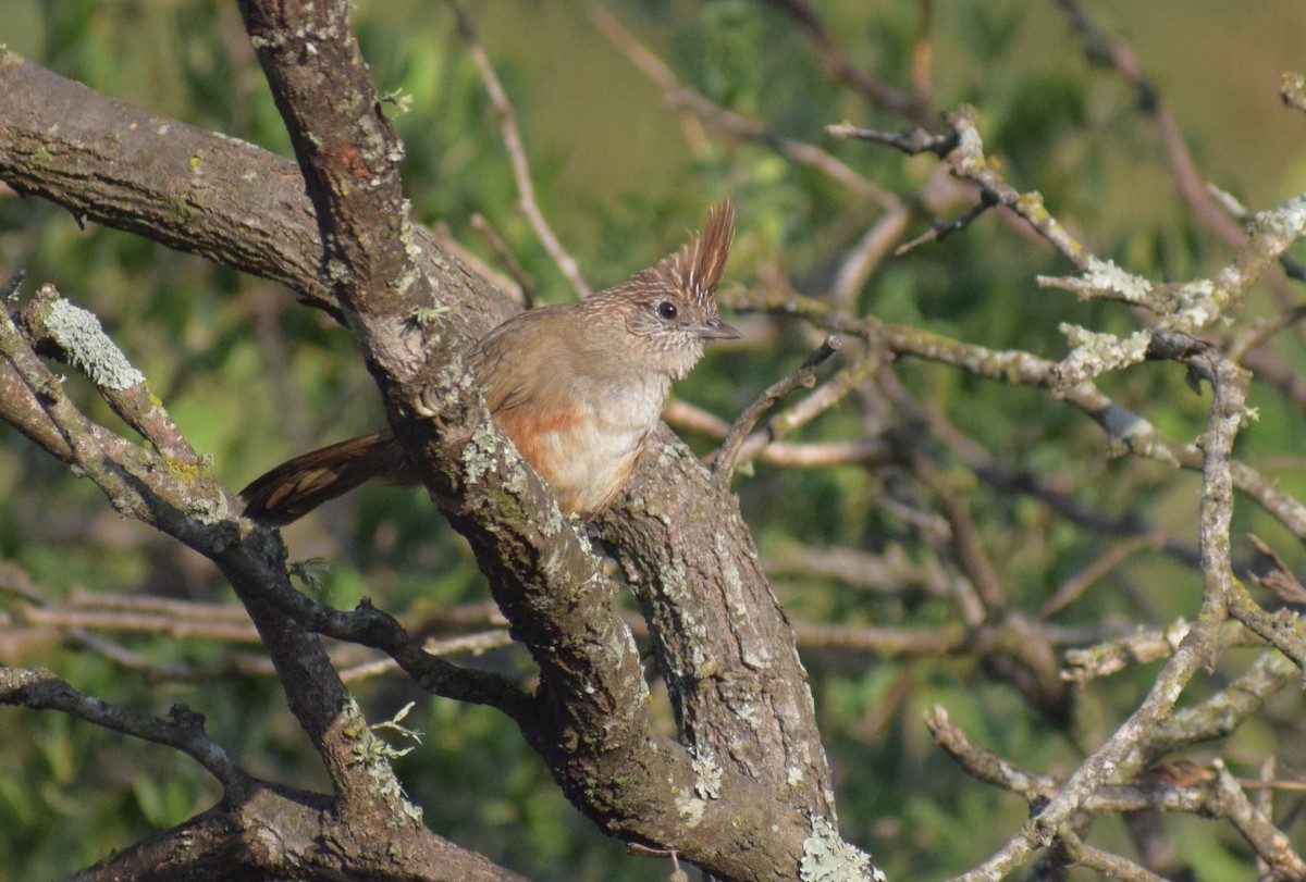 topptapakulo - ML647370900