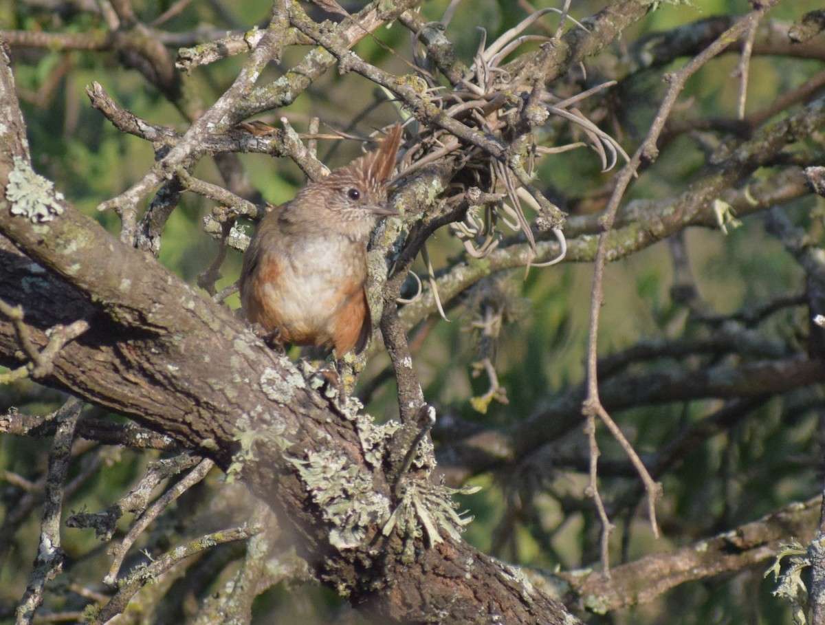 topptapakulo - ML647370901