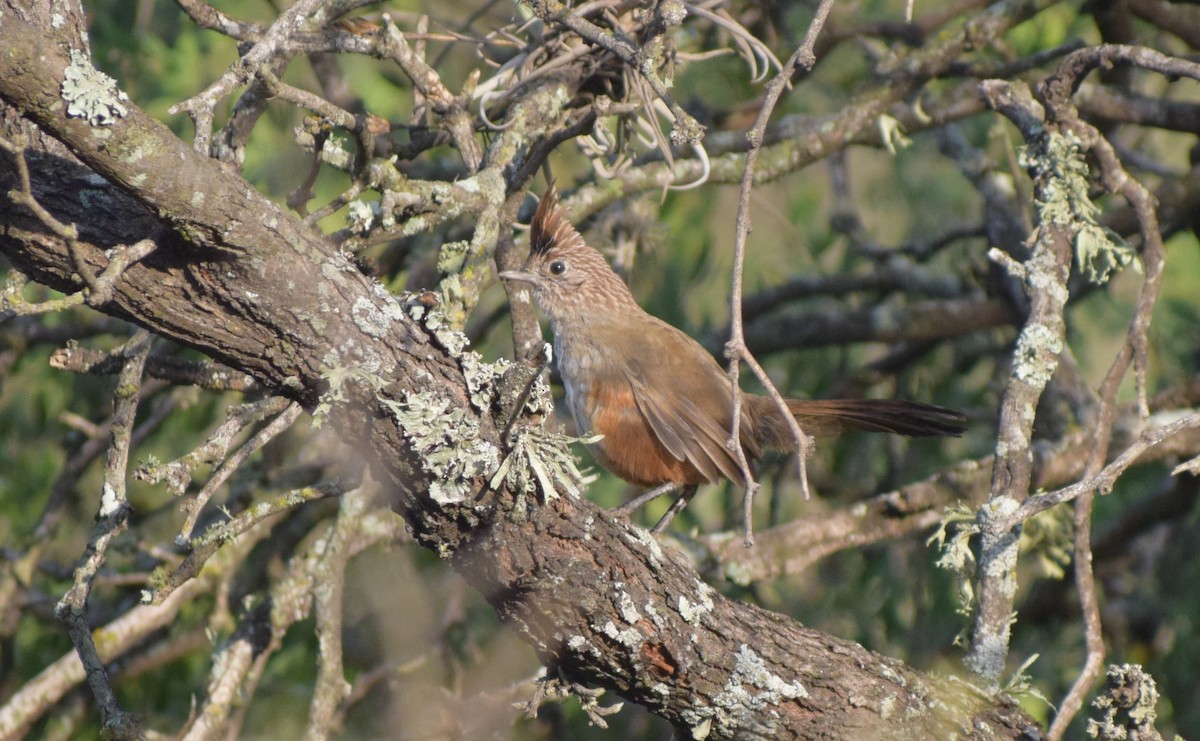 topptapakulo - ML647370902