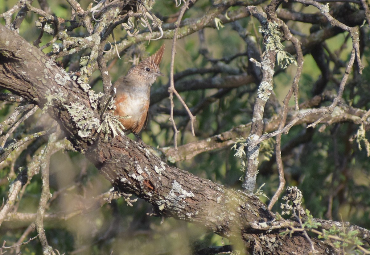 topptapakulo - ML647370903