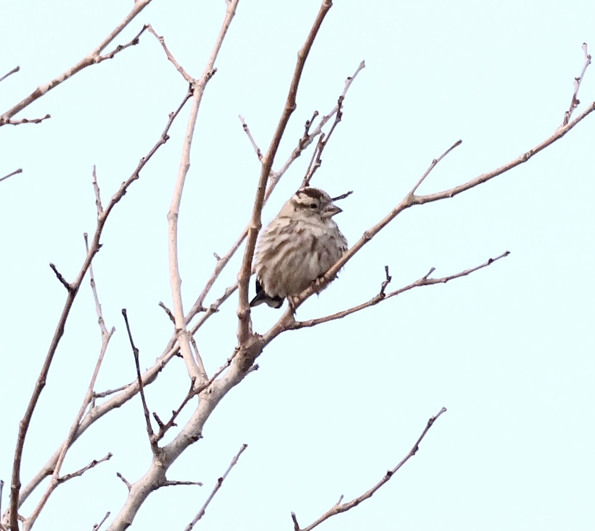 Rock Sparrow - ML647370924