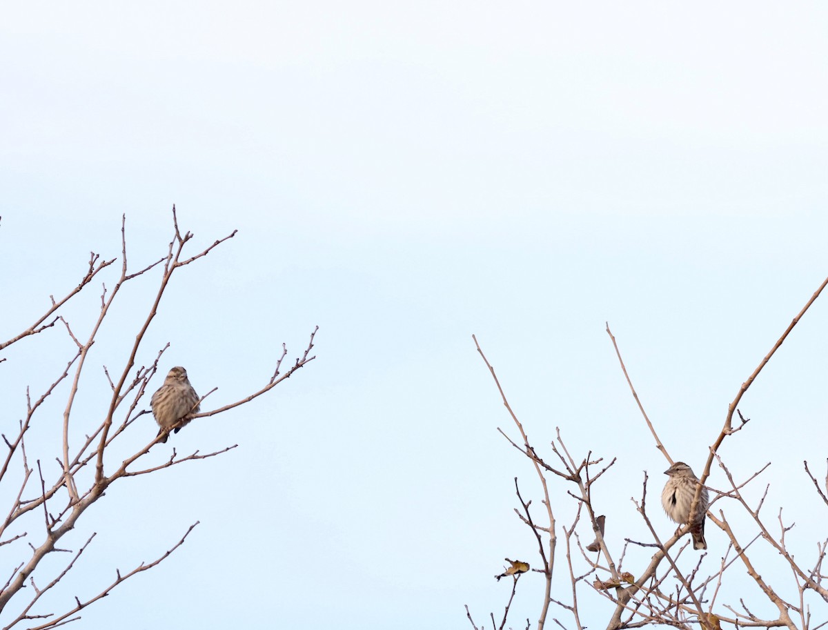 Rock Sparrow - ML647370925