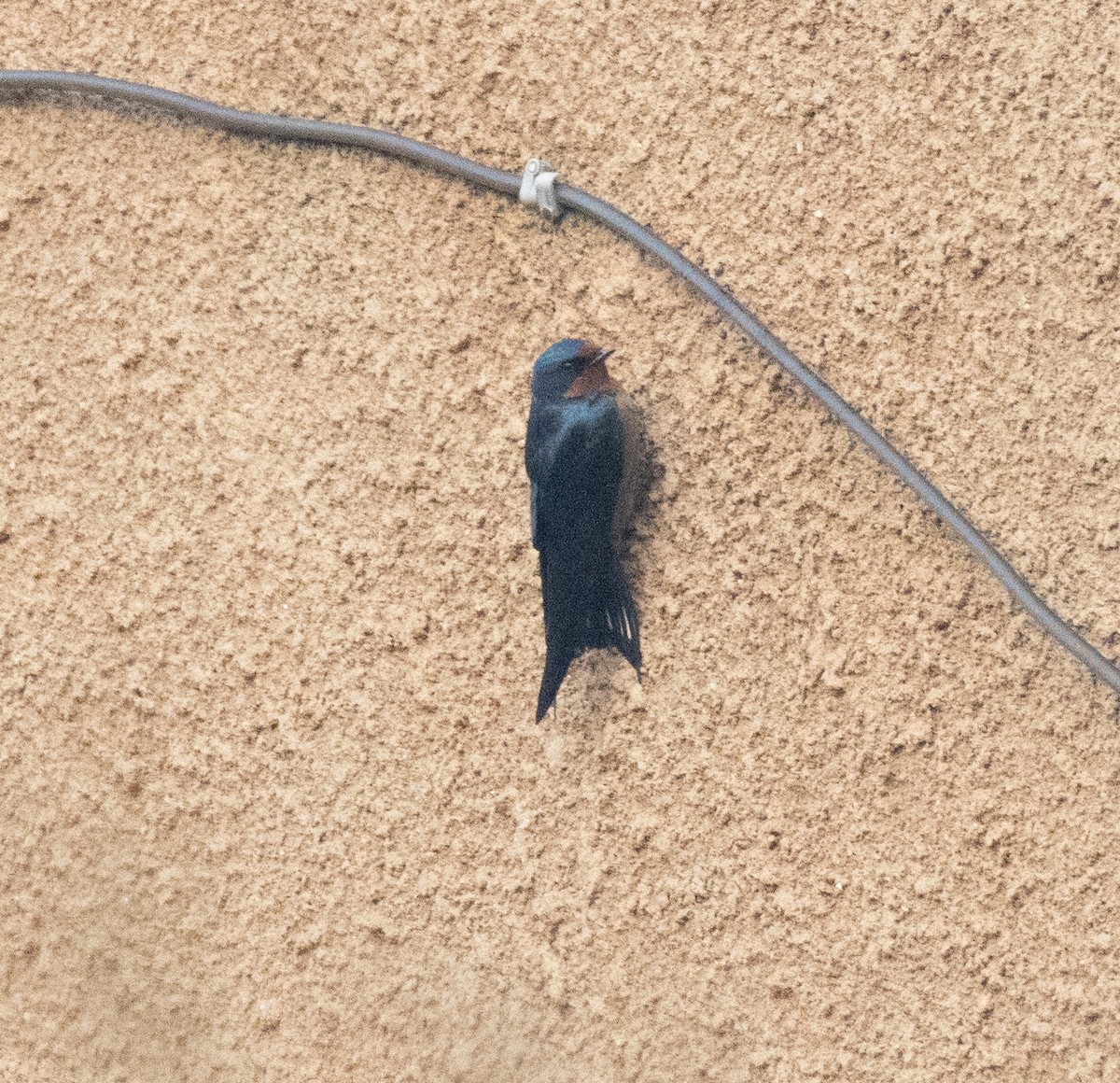 Angola Swallow - ML647370926