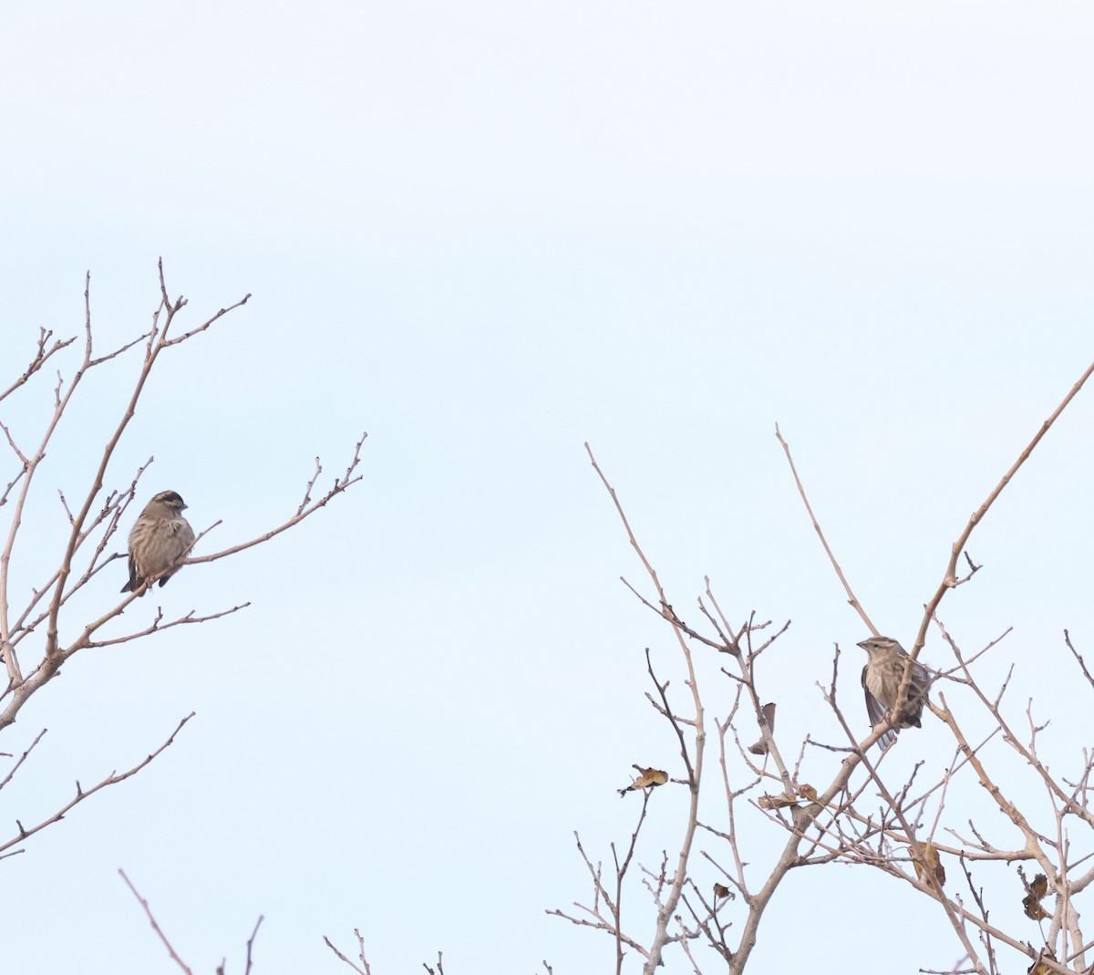 Rock Sparrow - ML647370927