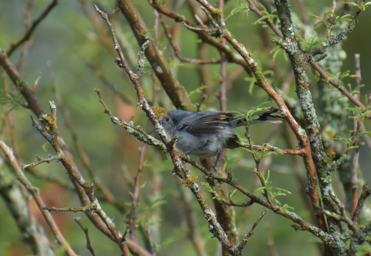 ミミグロブユムシクイ - ML647370941