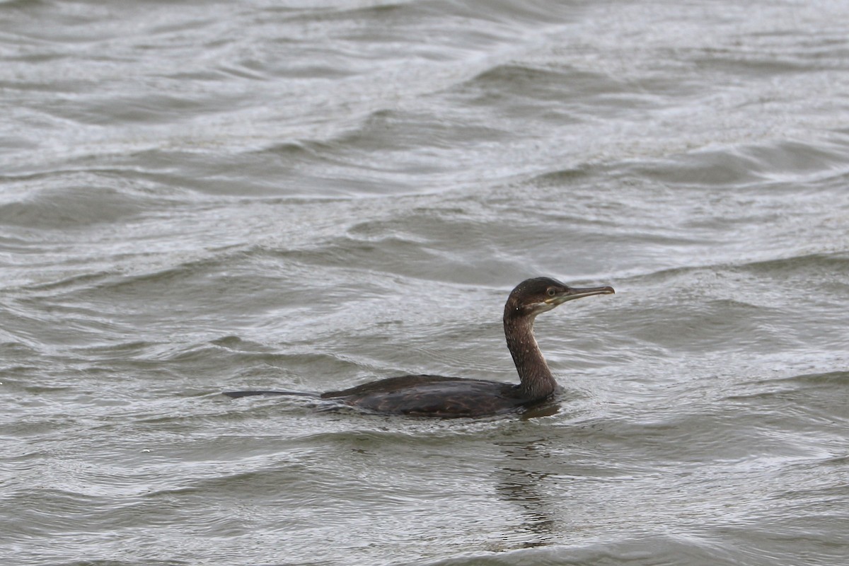 Great Cormorant - ML647370946