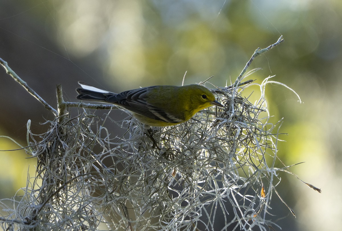 Paruline des pins - ML647370950