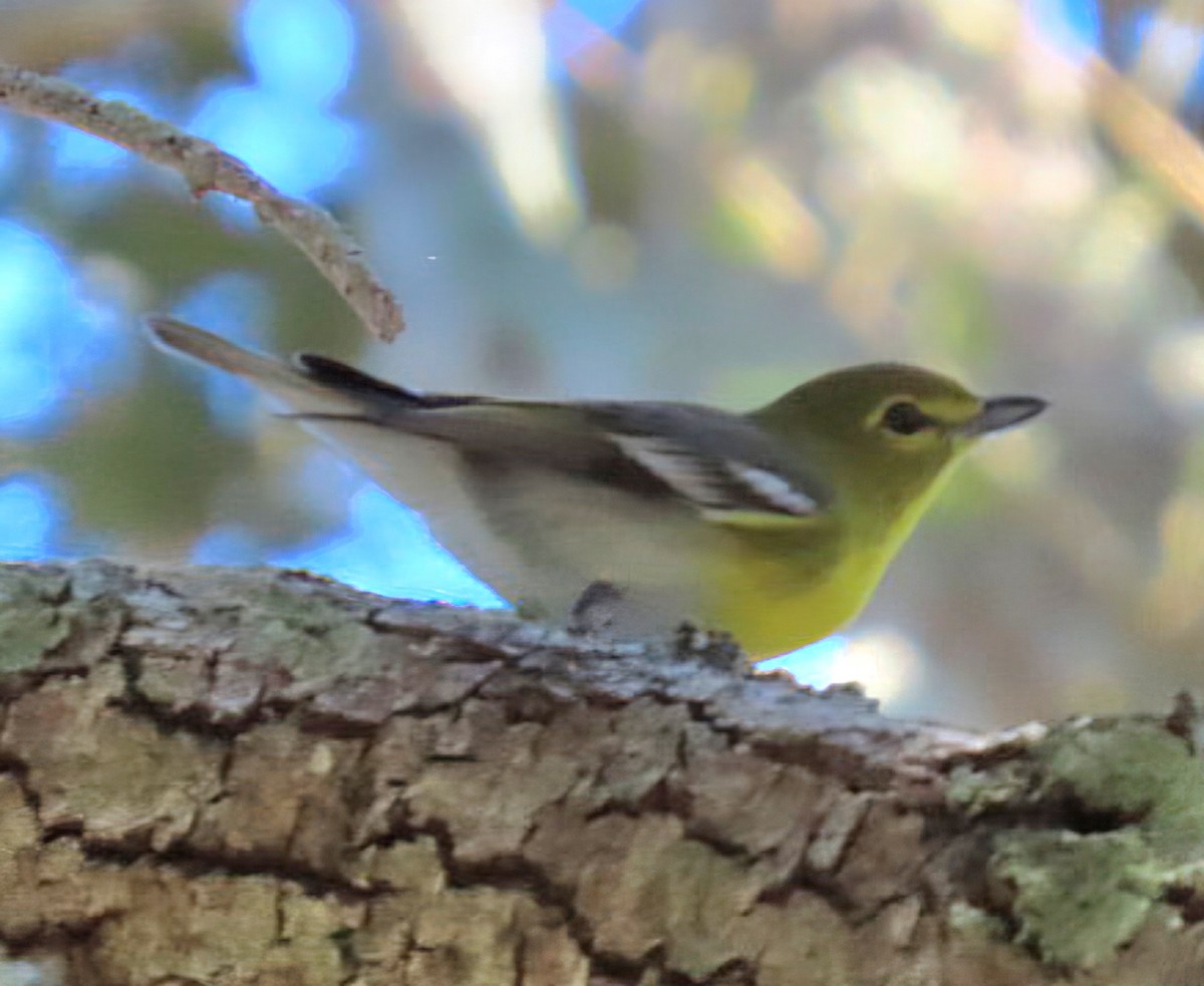 Yellow-throated Vireo - ML647370953