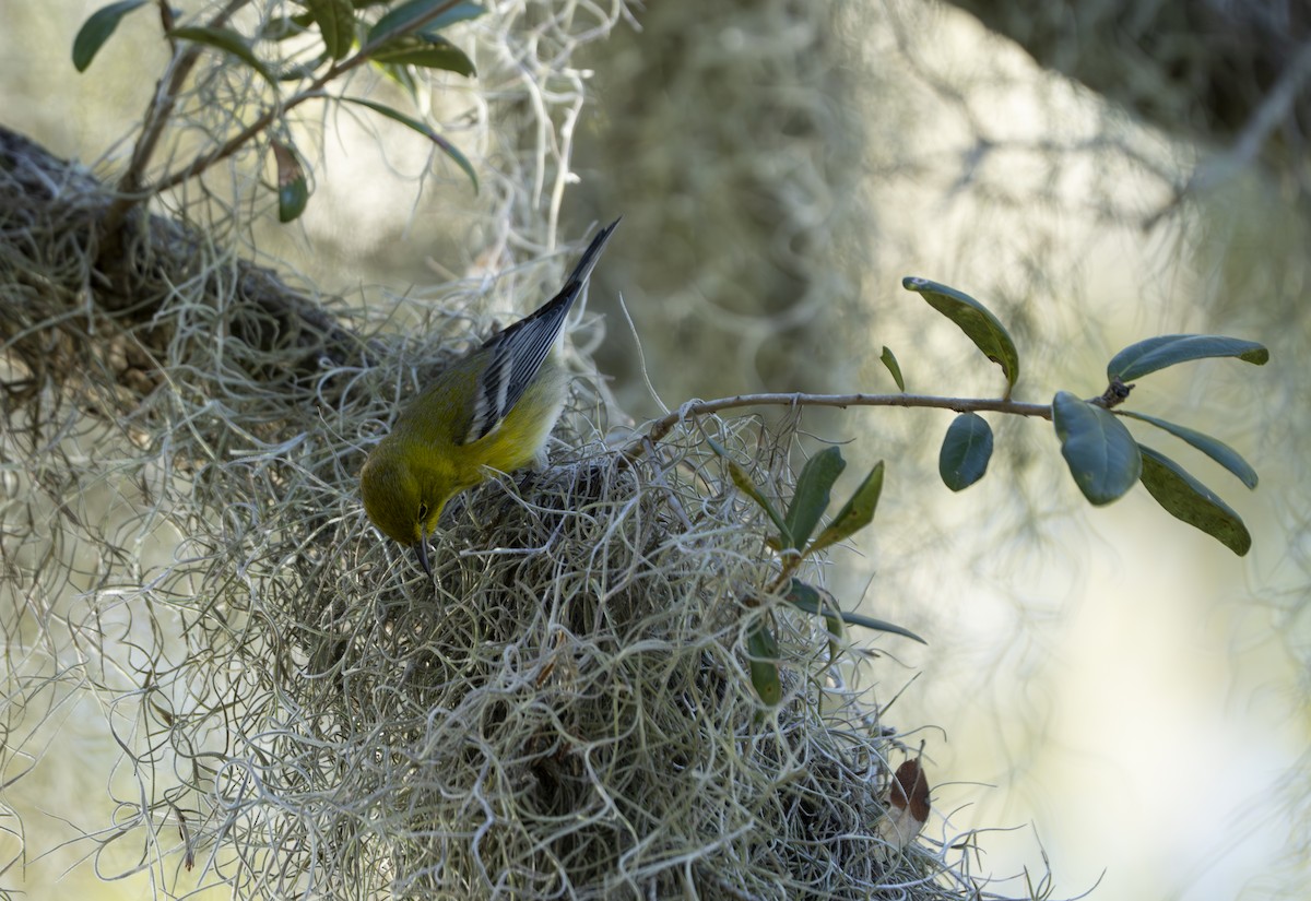 Paruline des pins - ML647370954