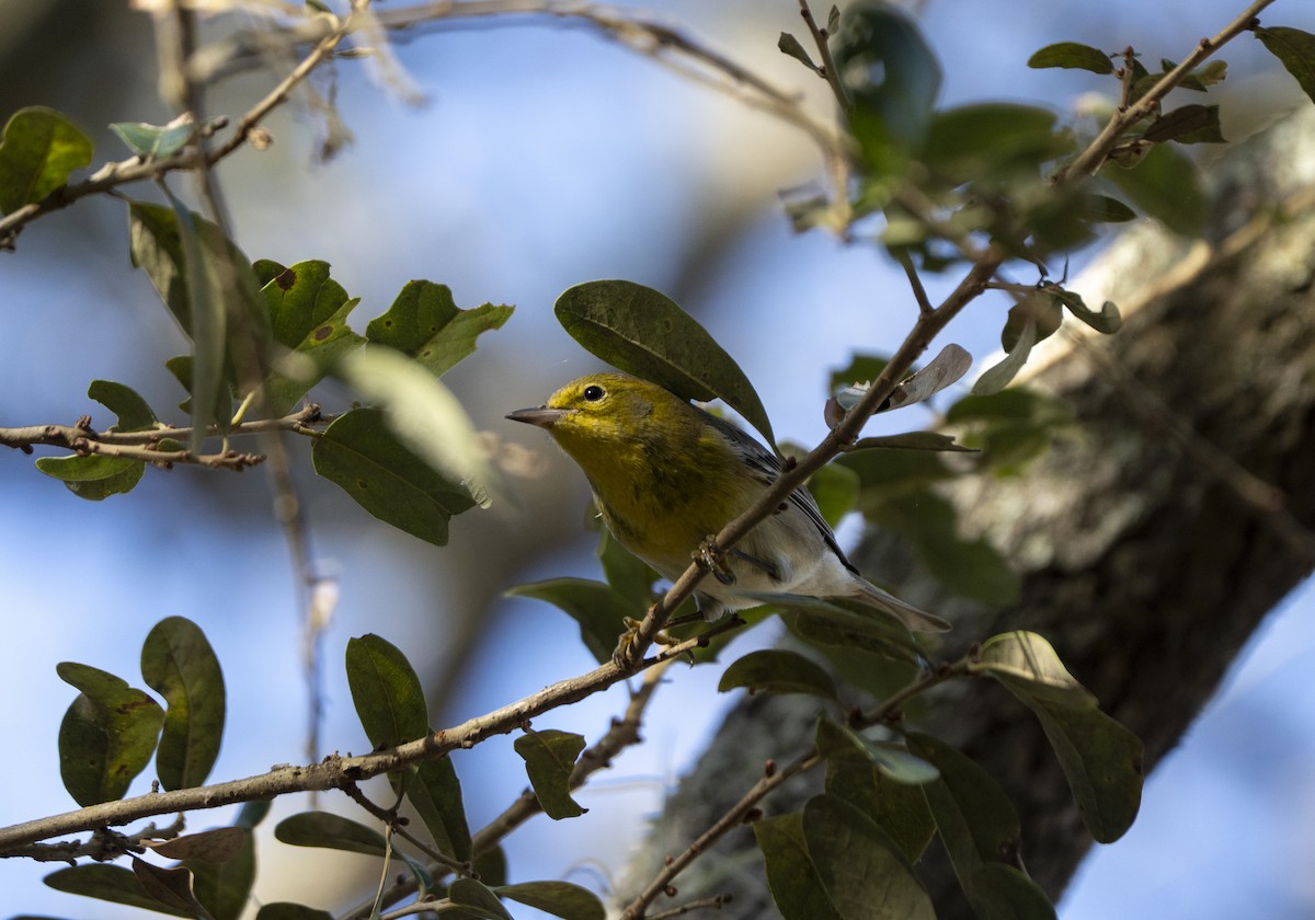 Paruline des pins - ML647370956