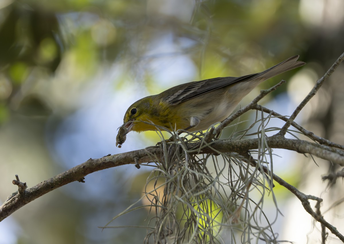 Paruline des pins - ML647370959