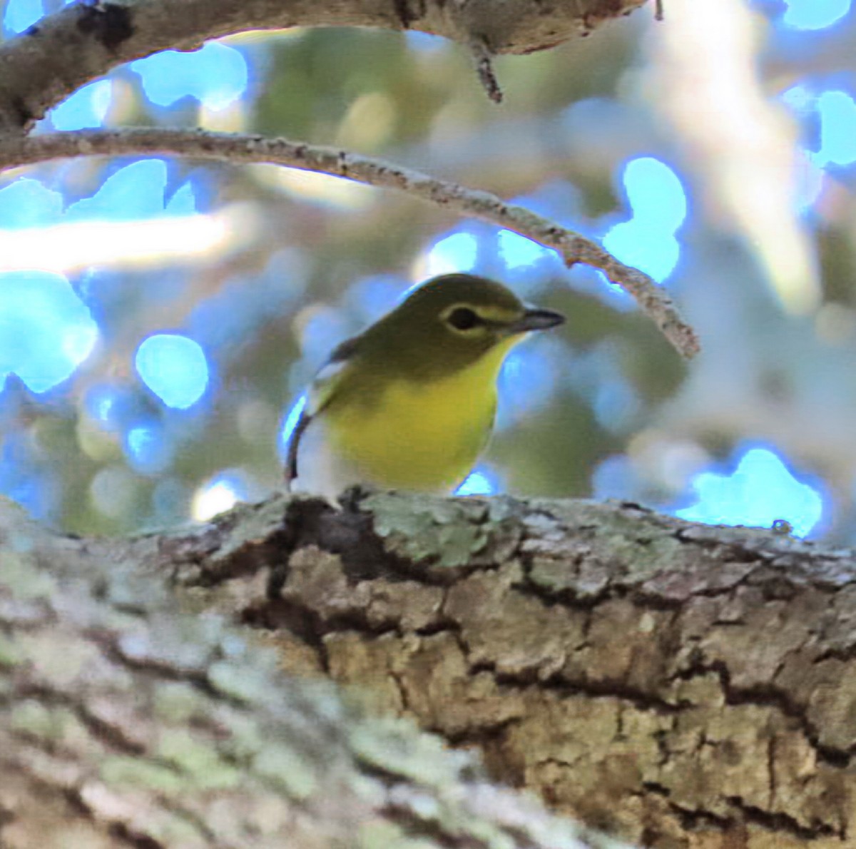 Yellow-throated Vireo - ML647370960