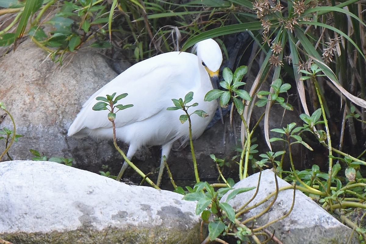 Snowy Egret - ML647370962