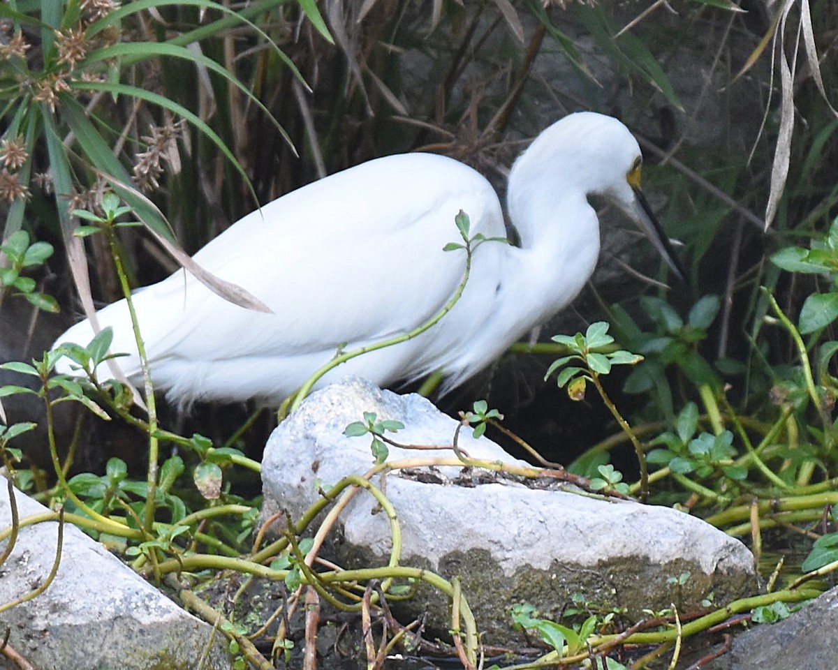 Snowy Egret - ML647370963