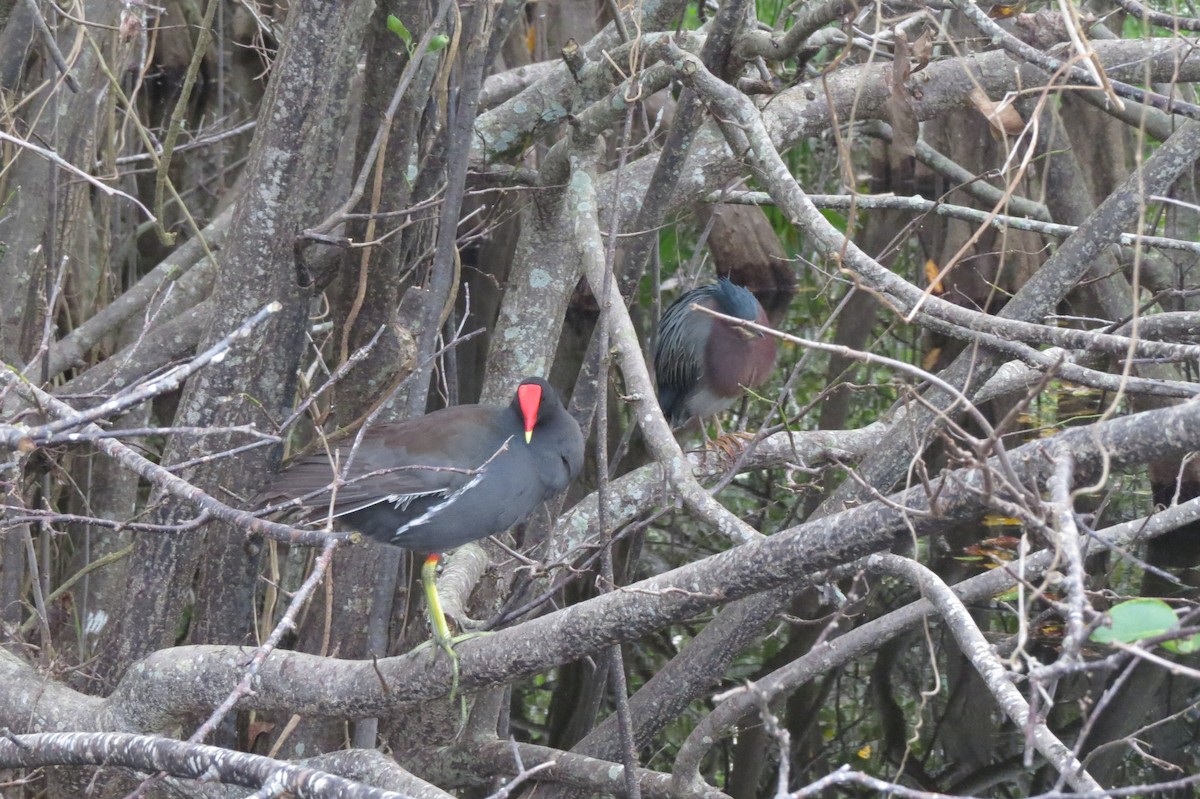 slípka americká - ML647370964