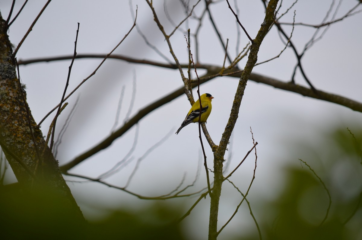 American Goldfinch - ML647370966