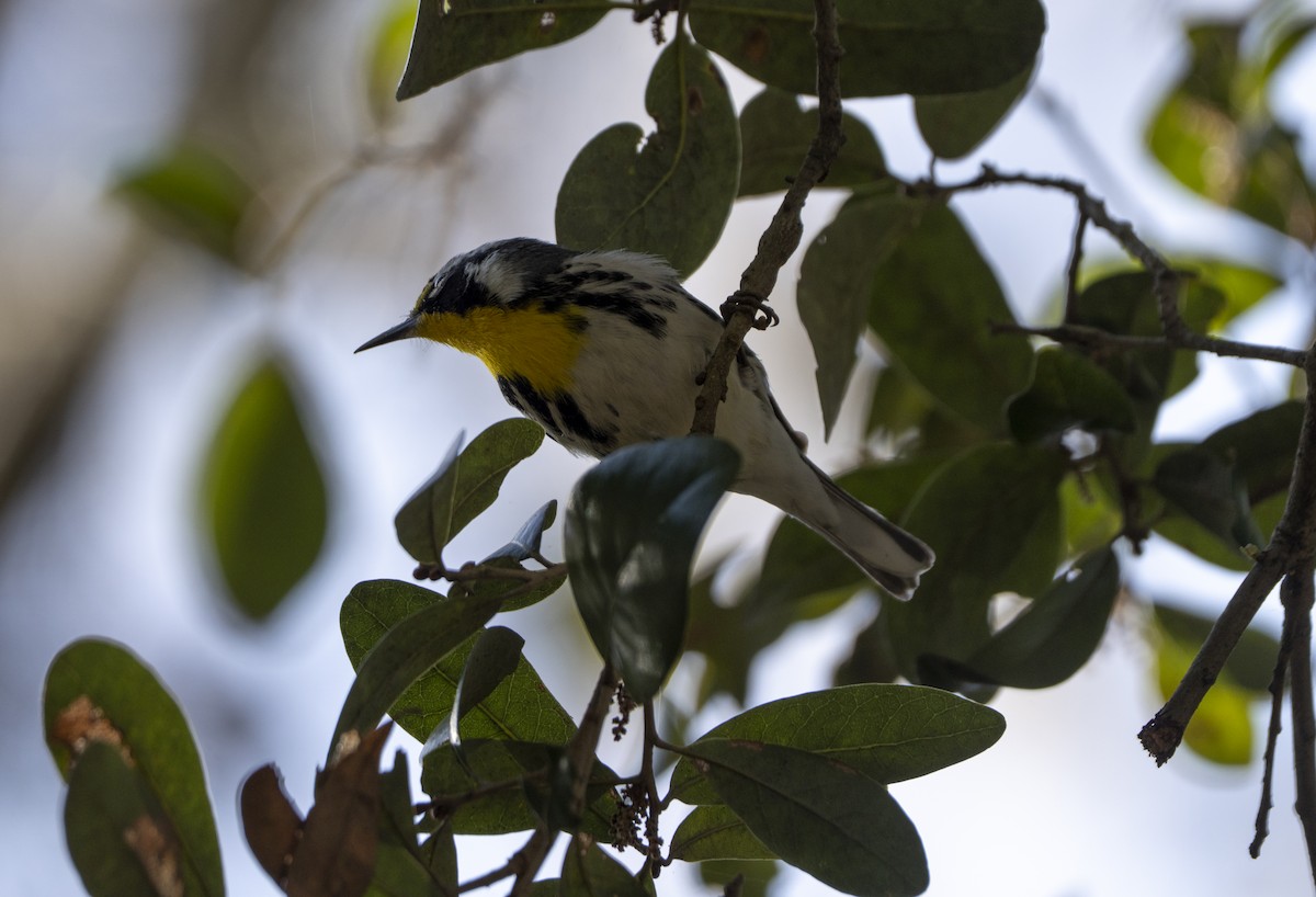 Yellow-throated Warbler - ML647370972