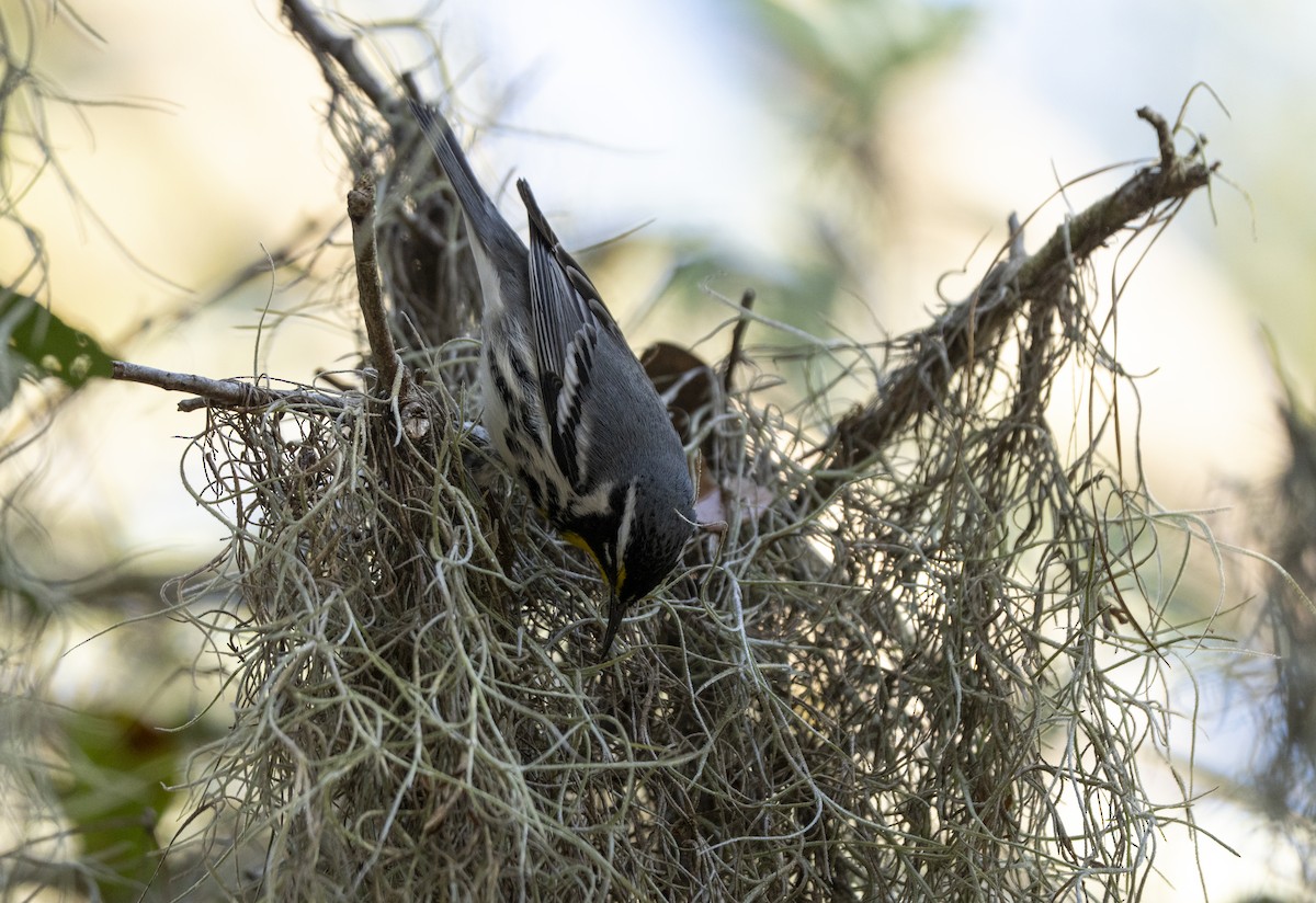 Yellow-throated Warbler - ML647370973