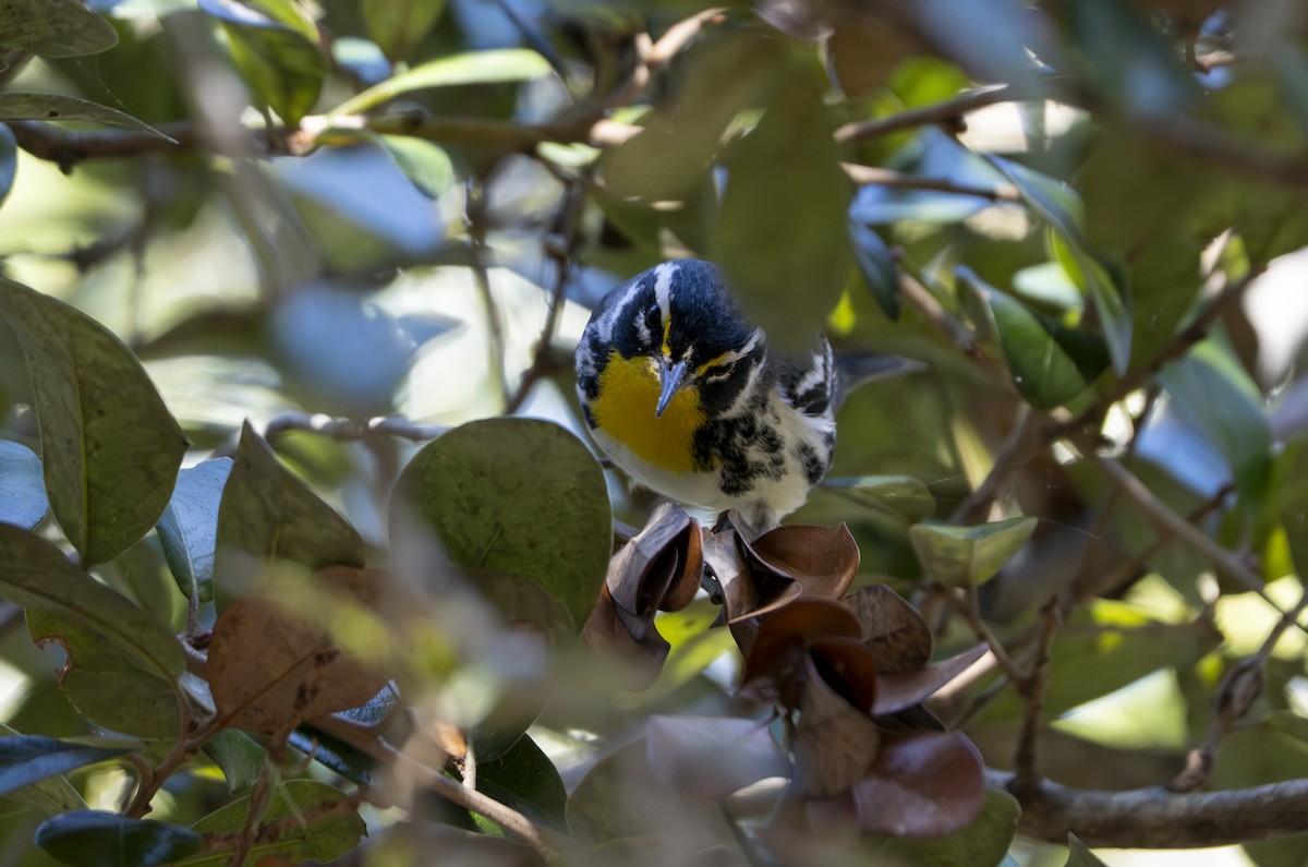 Yellow-throated Warbler - ML647370976