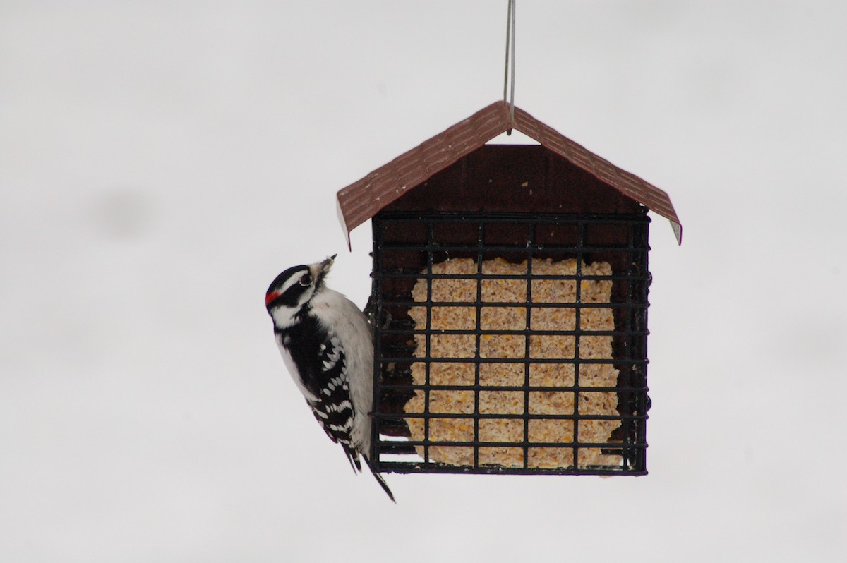 Pico Pubescente - ML647370980