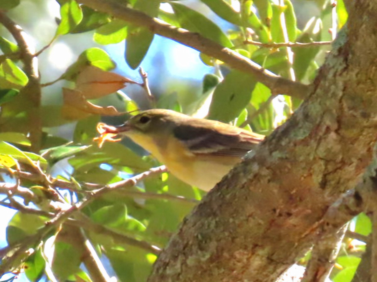 Paruline des pins - ML647370981