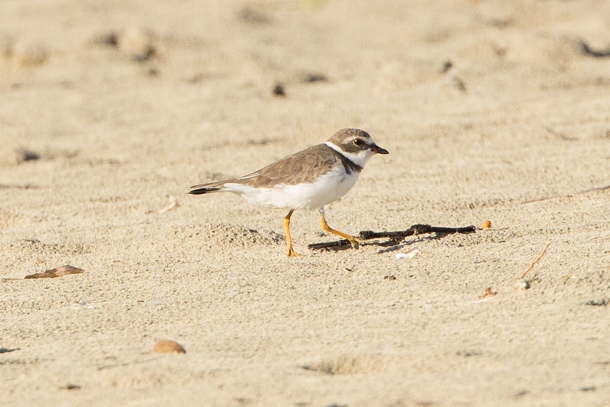 Semipalmated Plover - ML647370982