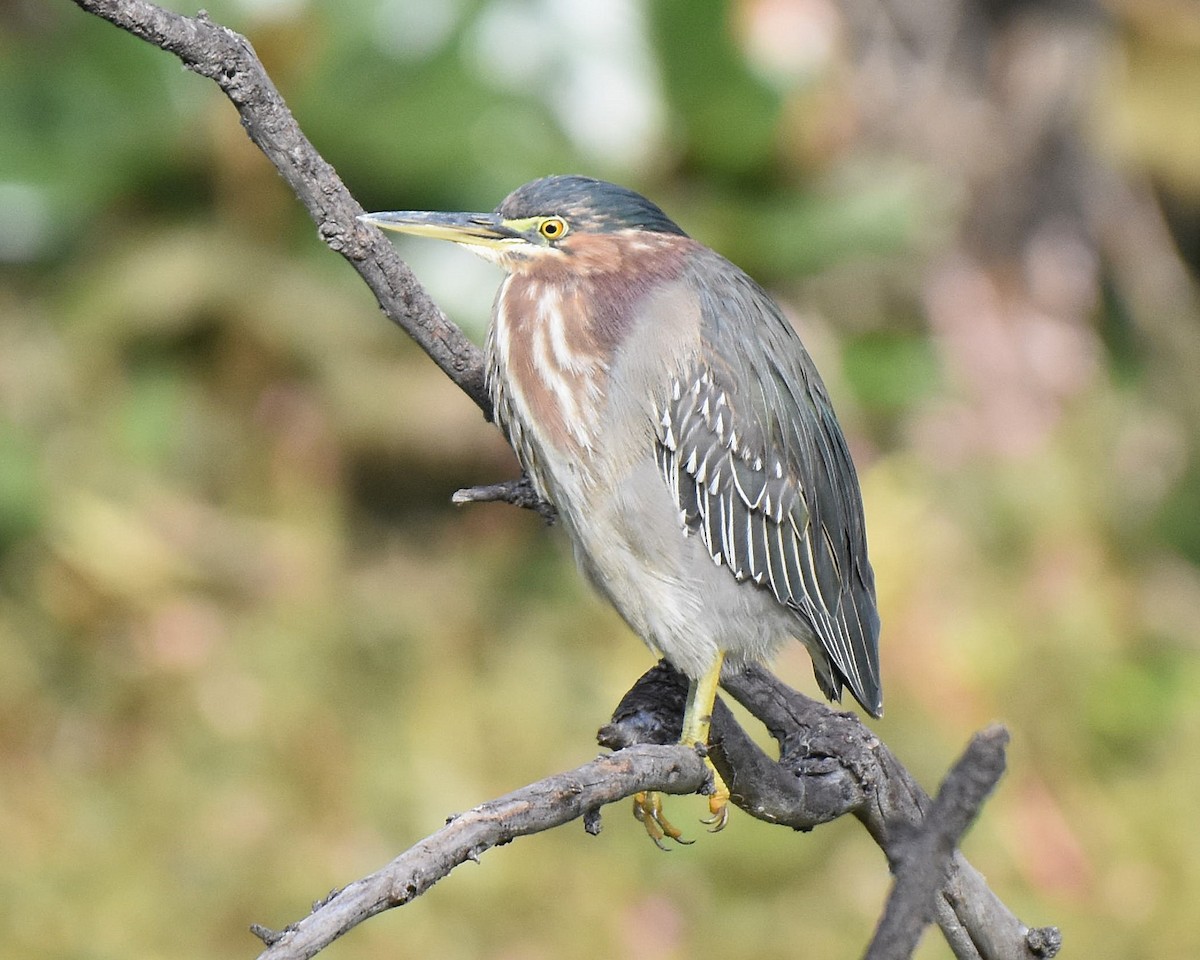 Green Heron - ML647370984